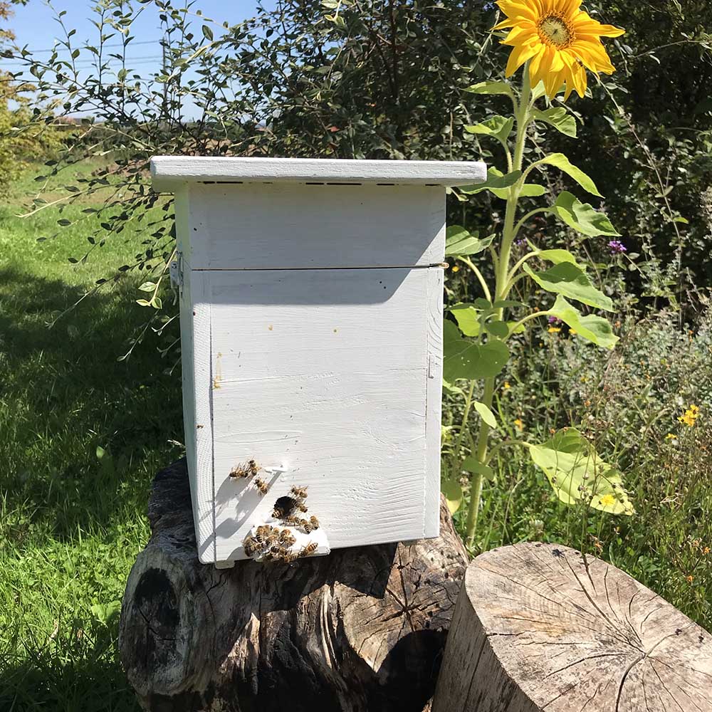 Imkereren voor beginners-Duik in de Bijenwereld met de workshops