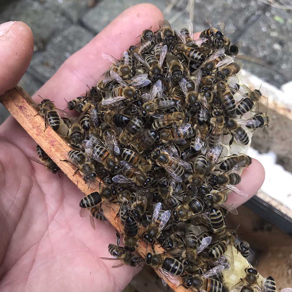 Honingbijen in de hand bij het zoetemoedje